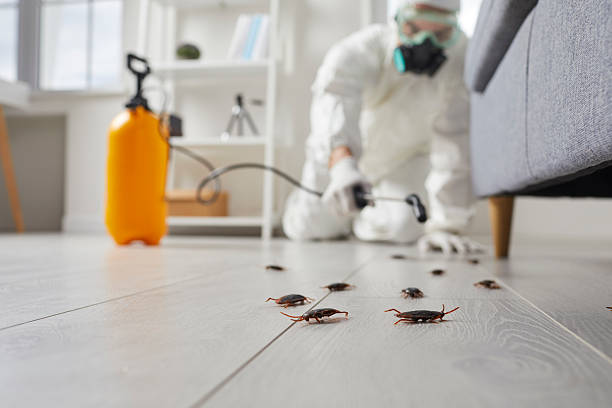Post-Treatment Bed Bug Interceptor Monitoring in Arcadia